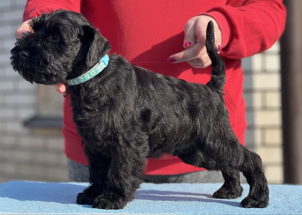 Цвергшнауцер чорний