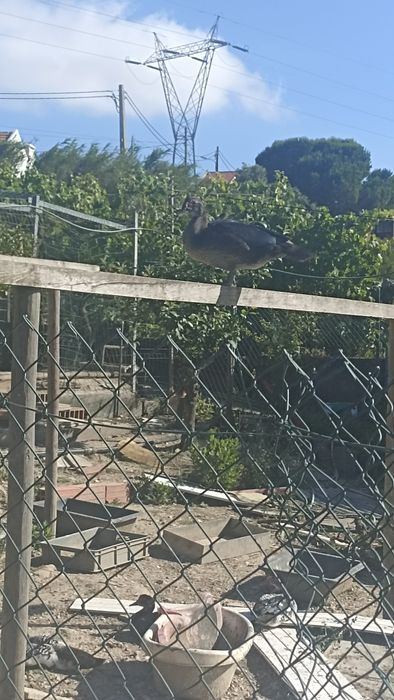 Patos caseiros vivos