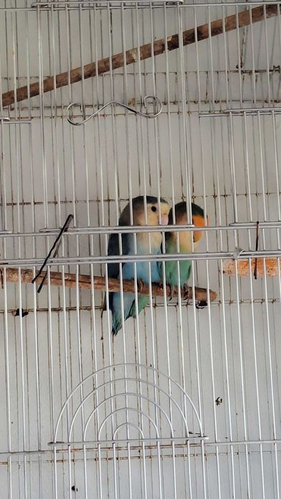 Vende-se uma linda família de periquitos-do-amor (Agapornis)!  - Mamã e papá saudáveis e muito bem tratados. - Três crias com 1 mes de idade