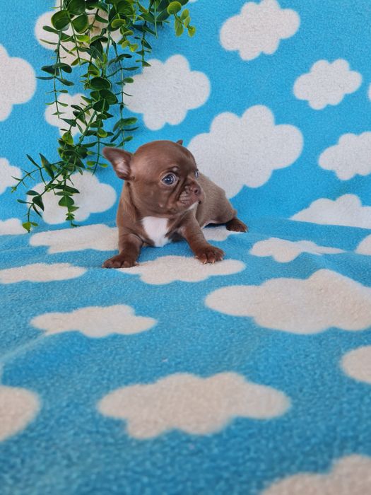 Excelente mini menino Chihuahua/Chiuaua LinhagemRussa de Qualidade