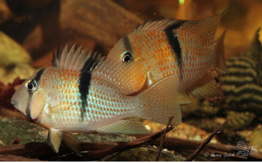 Dzika Guianacara sphenozona