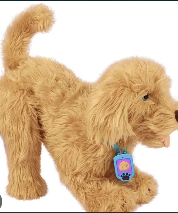 Лабрадудль Моджі, як справжній