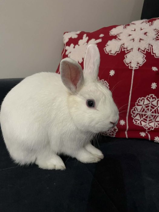 Krolik +skladana klatka