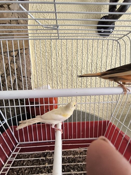 Cedo canários machos a cantar, com várias cores