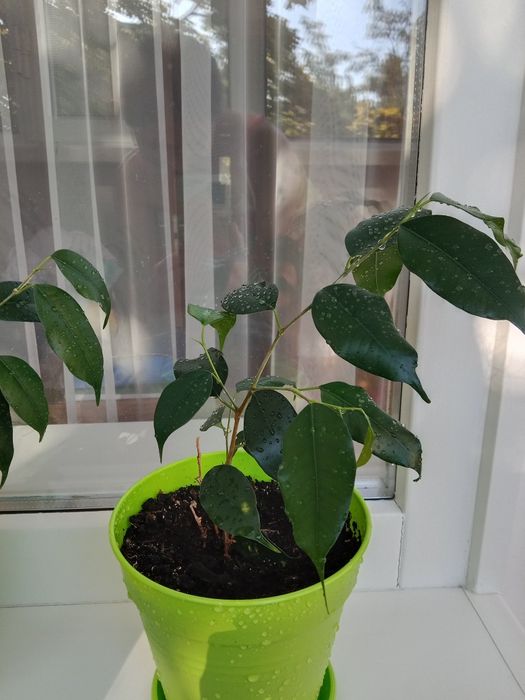Продам комнатное растение Фикус