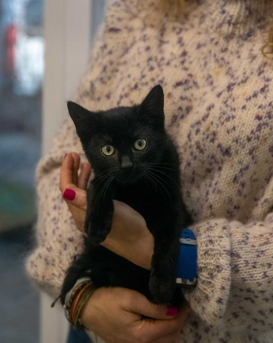 Słodki Hebanek szuka domu