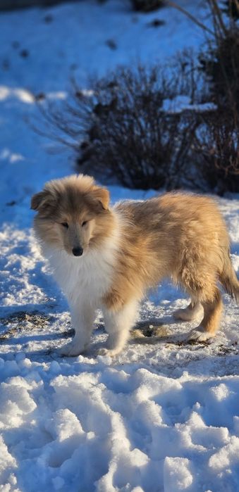 Owczarek szkocki długowłosy piesek szczeniak
