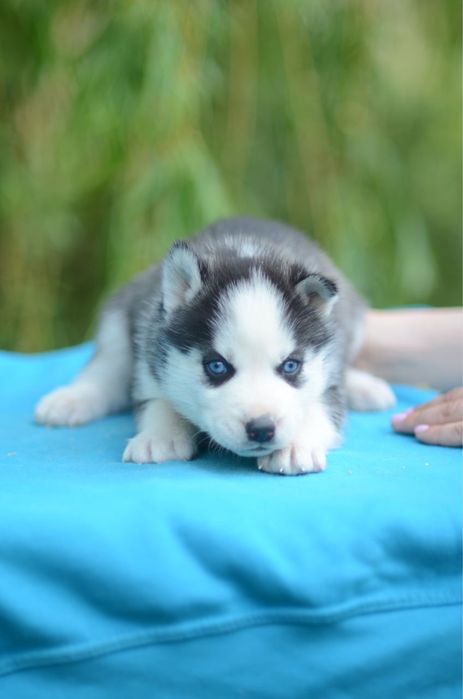 Щенки сибирский хаски.  КСУ