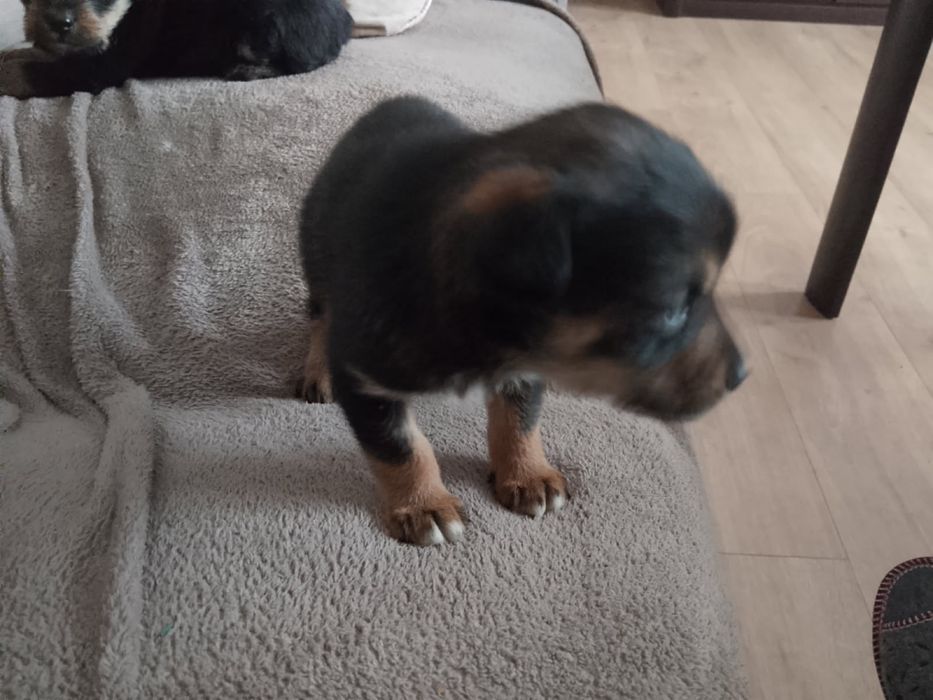 Oddam pieska w dobre ręce