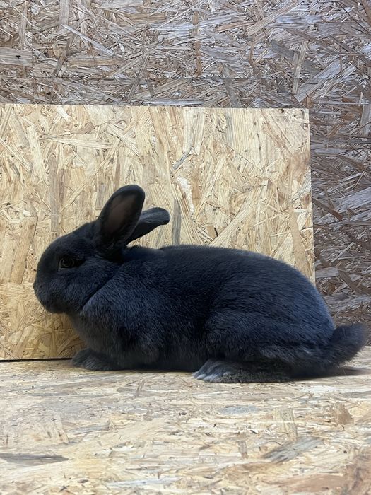 Samiec Wiedenski Niebieski