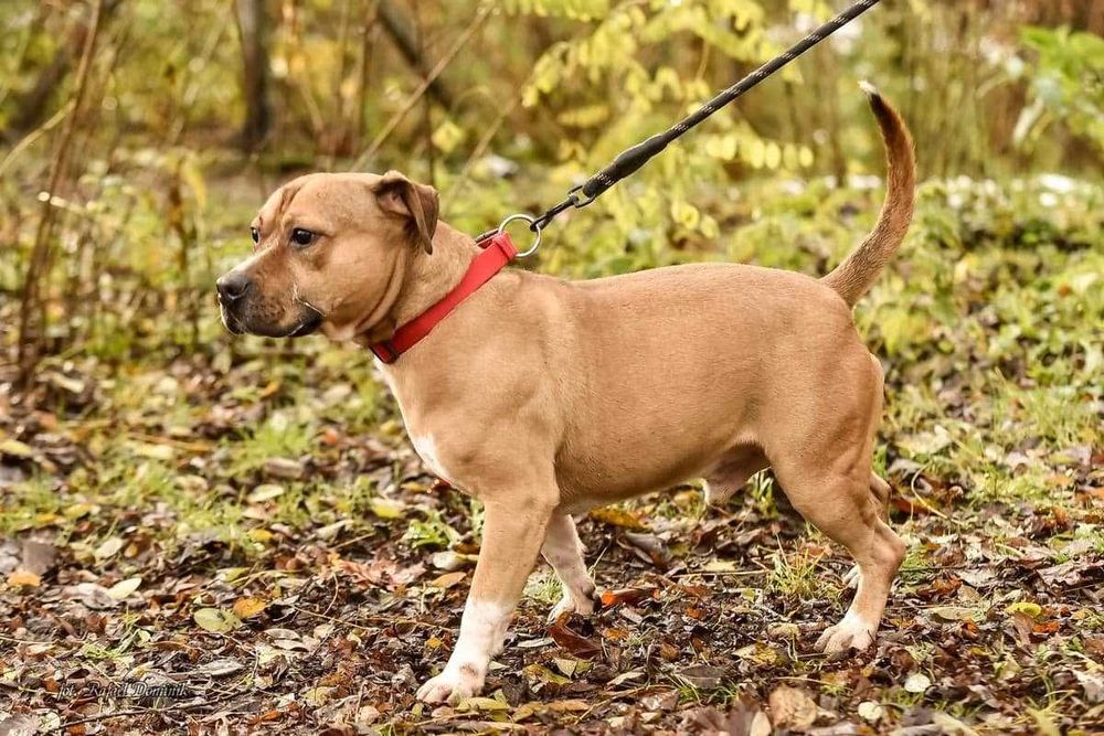 Niewidomy Dasti szuka domu!