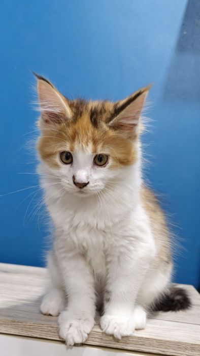 Szylkretowa Koteczka Maine Coon