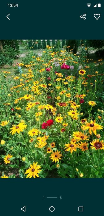 17. Sadzonki rudbekii
