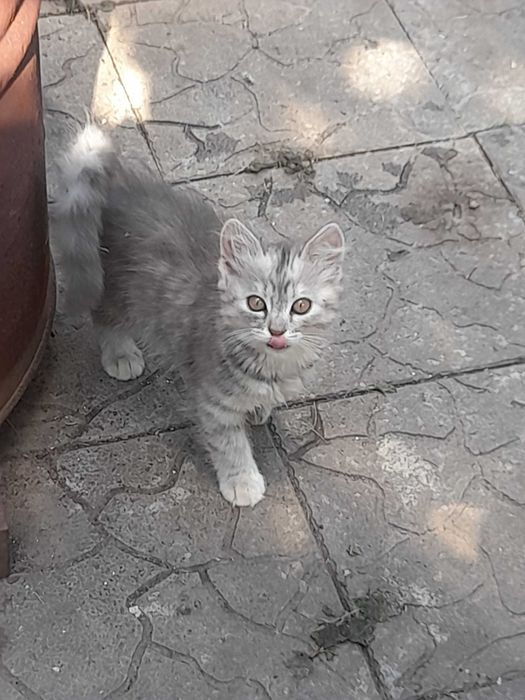 Отдам котят в хорошие руки