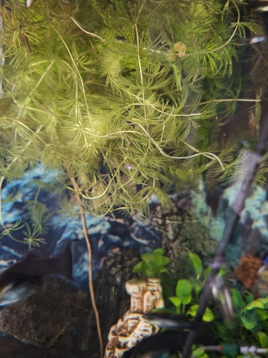 Rogatek sztywny do akwarium