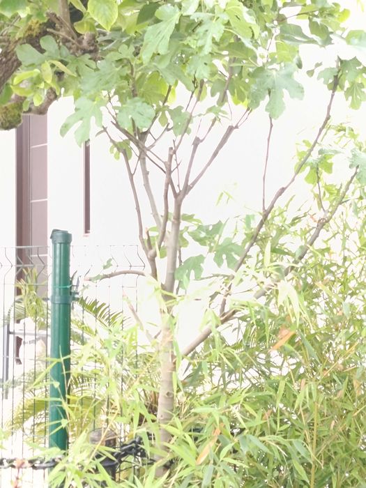 Figueira pingo de mel grande 2,20mt