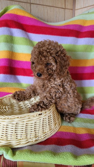 Той пудель ред браун.