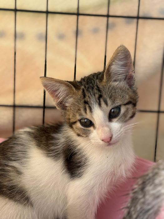 Gatinhos bebés para adoção responsável