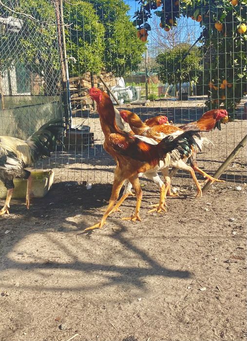 Ovos e aves INDIO GIGANTE TOP disponíveis