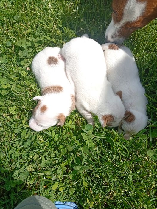 Pieski Jack Russell terrier ( suczki)