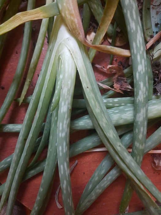 Детки алоэ район Трампарка