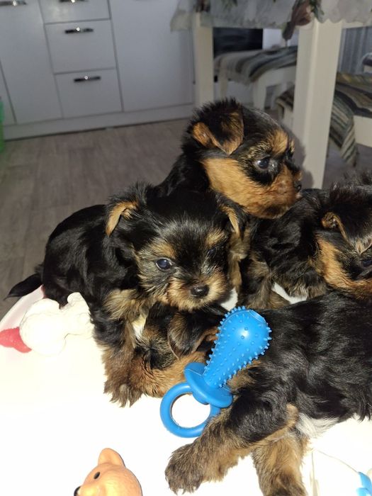 Срочно продам щенков Йорка.