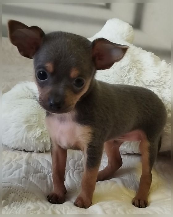 Той тер'єр той терьер мини