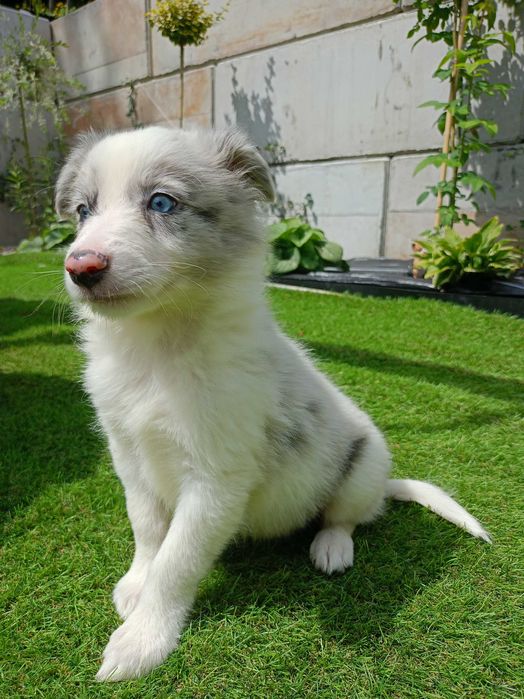 Piesek Border Collie blue merle