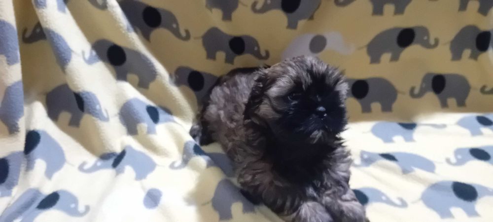Piękny suczka Shih-tzu