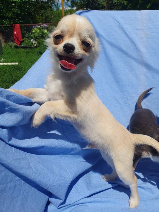 Кремовый мальчик чихуахуа