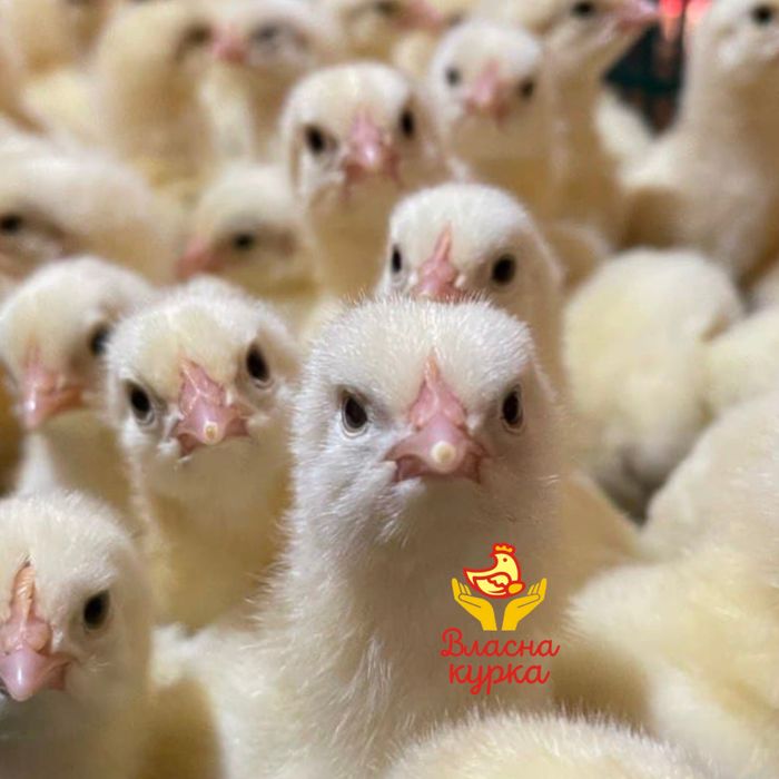 Підрощений бройлер