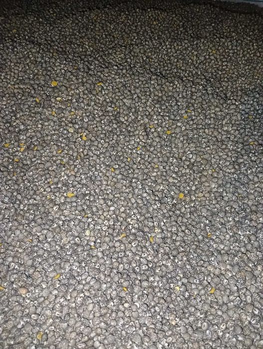 Łubin gorzki zbiór 2025