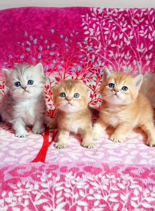 Чарівні шиншилові шотландики