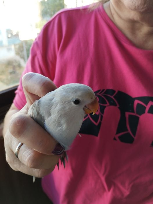 Roseicolis lindos a comerem sozinhos e para acabar de criar á mão