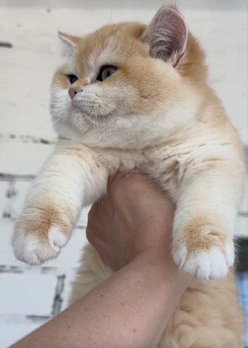 Золота шиншила котики