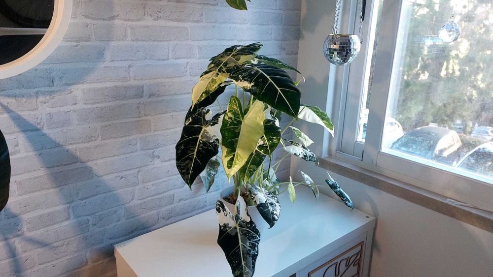 Alocasia Frydek Variegata — Rara & Saudável