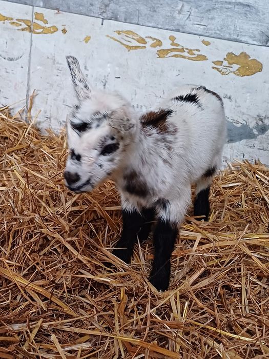 Cabritos de estimação - (Micro Anões)
