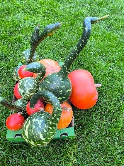 Dynia ekologiczna, Wiślica/Busko/Kazimierza/Skalbmierz świętokrz.