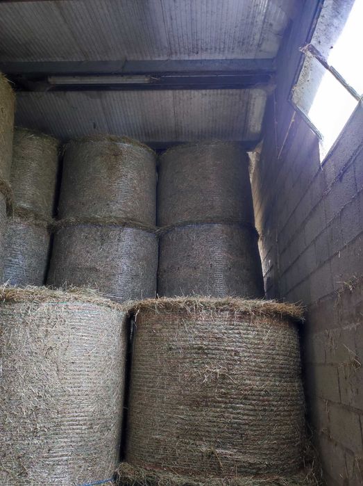 Rolos de Feno 2025 - Venda