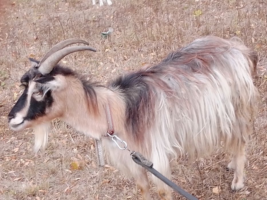 Продам дві кози ціна договірна