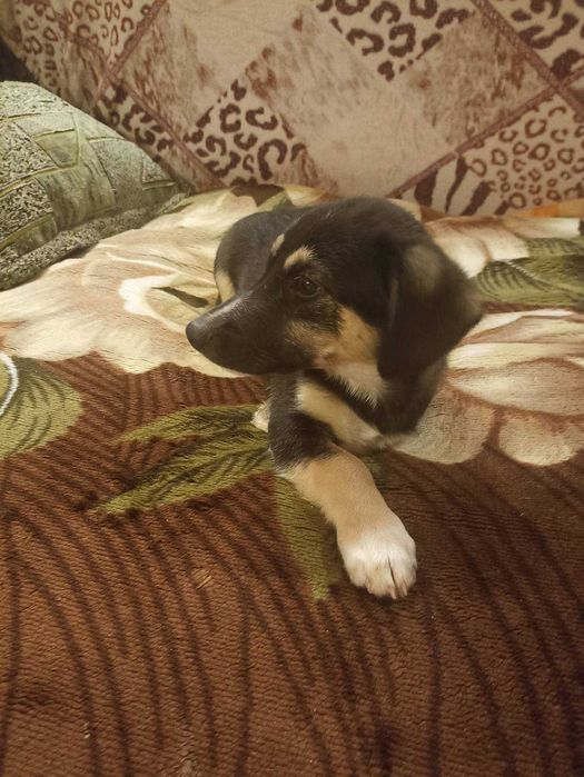 Цуценя дівчинка, 5-6 міс, стерилізована