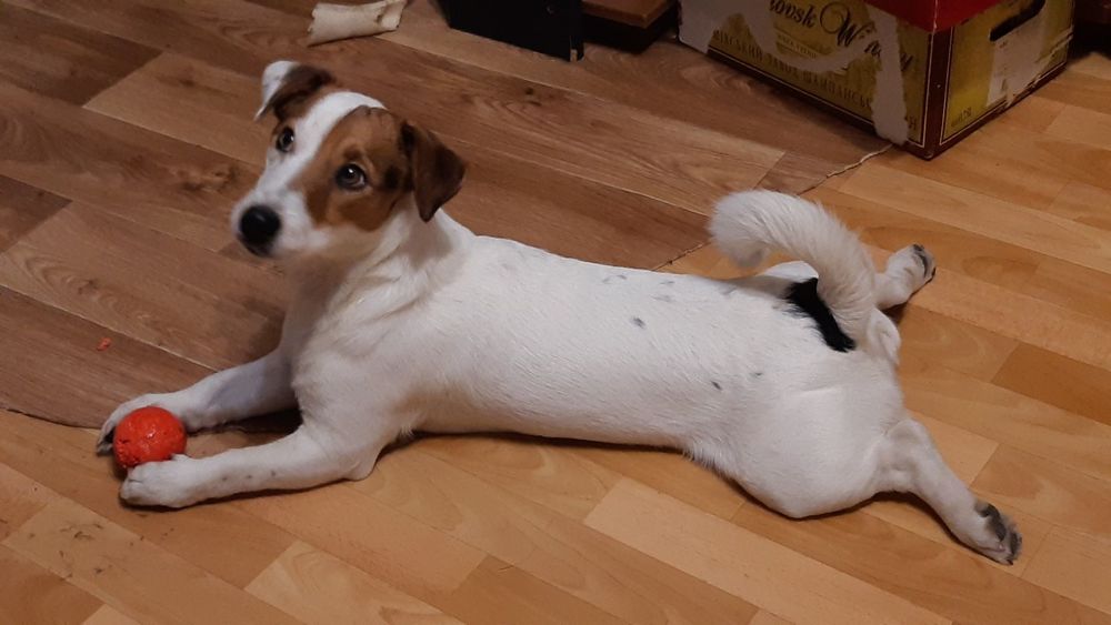 Вязка Джек Рассела Терьер случка