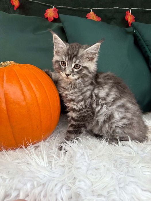 Maine Coon - kocurek