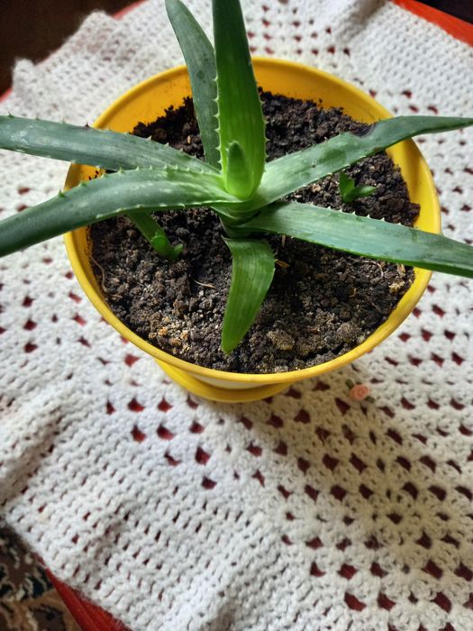 Алоє Фікус Бенджаміна  Толстянка Обмін