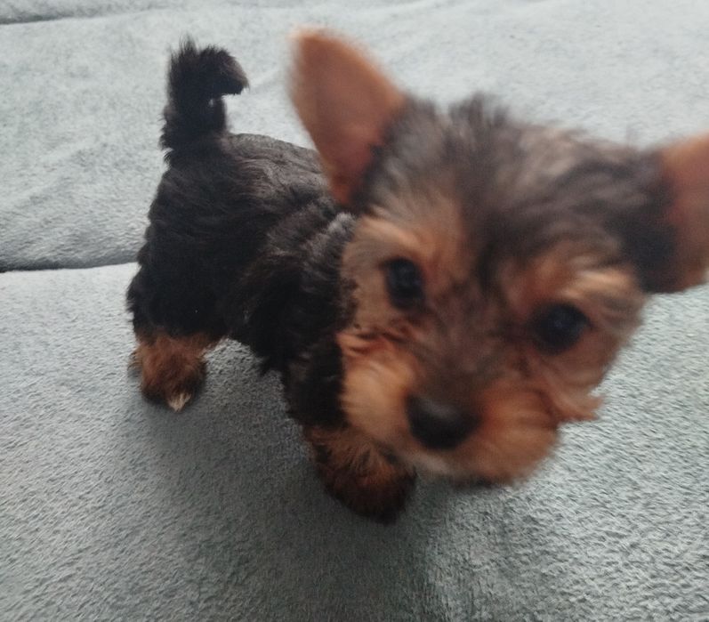 Yorkshire Terrier z rodowodem.