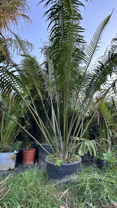 Cyca Lepidozamia peroffskyana *RARA* Cica