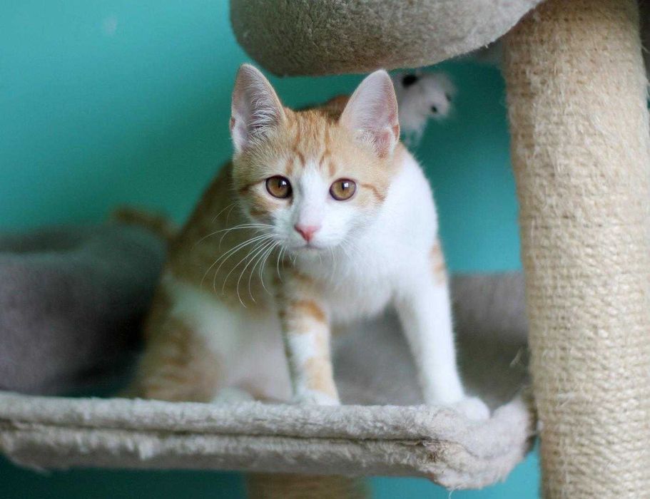 Nela, czteromiesięczna koteczka do adopcji.