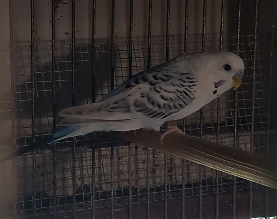 Vendo periquitos asas negras