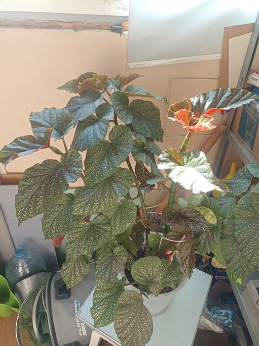 Продам або обміняю бегонія клралова