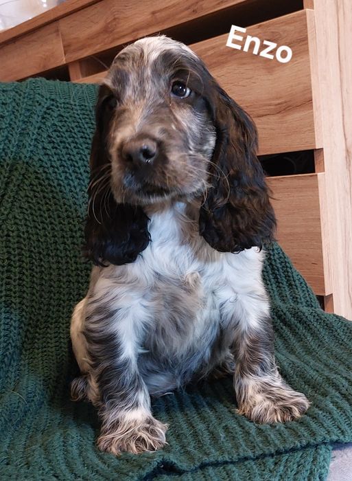 Cocker Spaniel Angielski  piesek